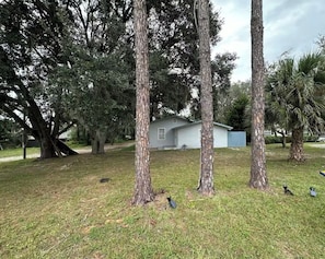 A grassy area with trees and a small house in the background.