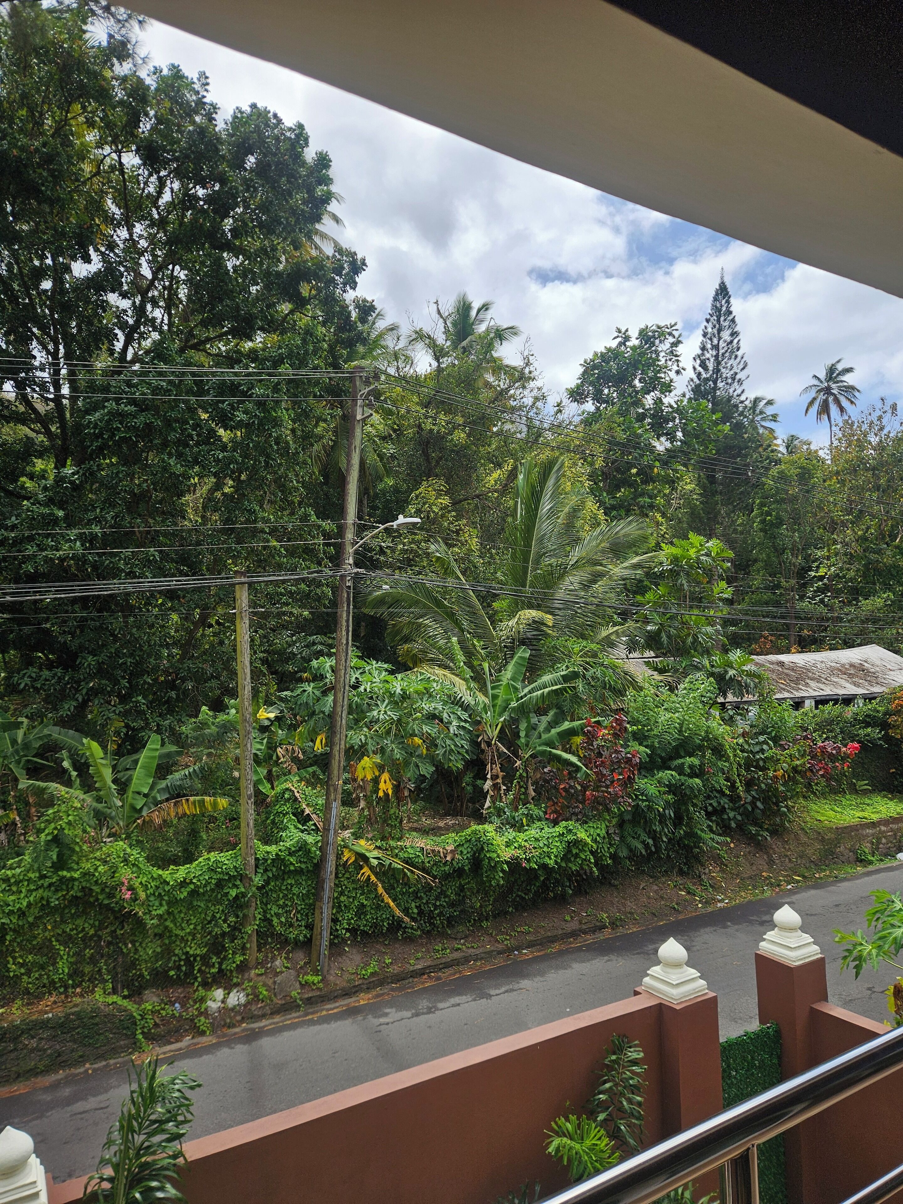 Vista desde un balcón sobre un exuberante jardín con diversas plantas tropicales, una carretera y un edificio de techo inclinado.