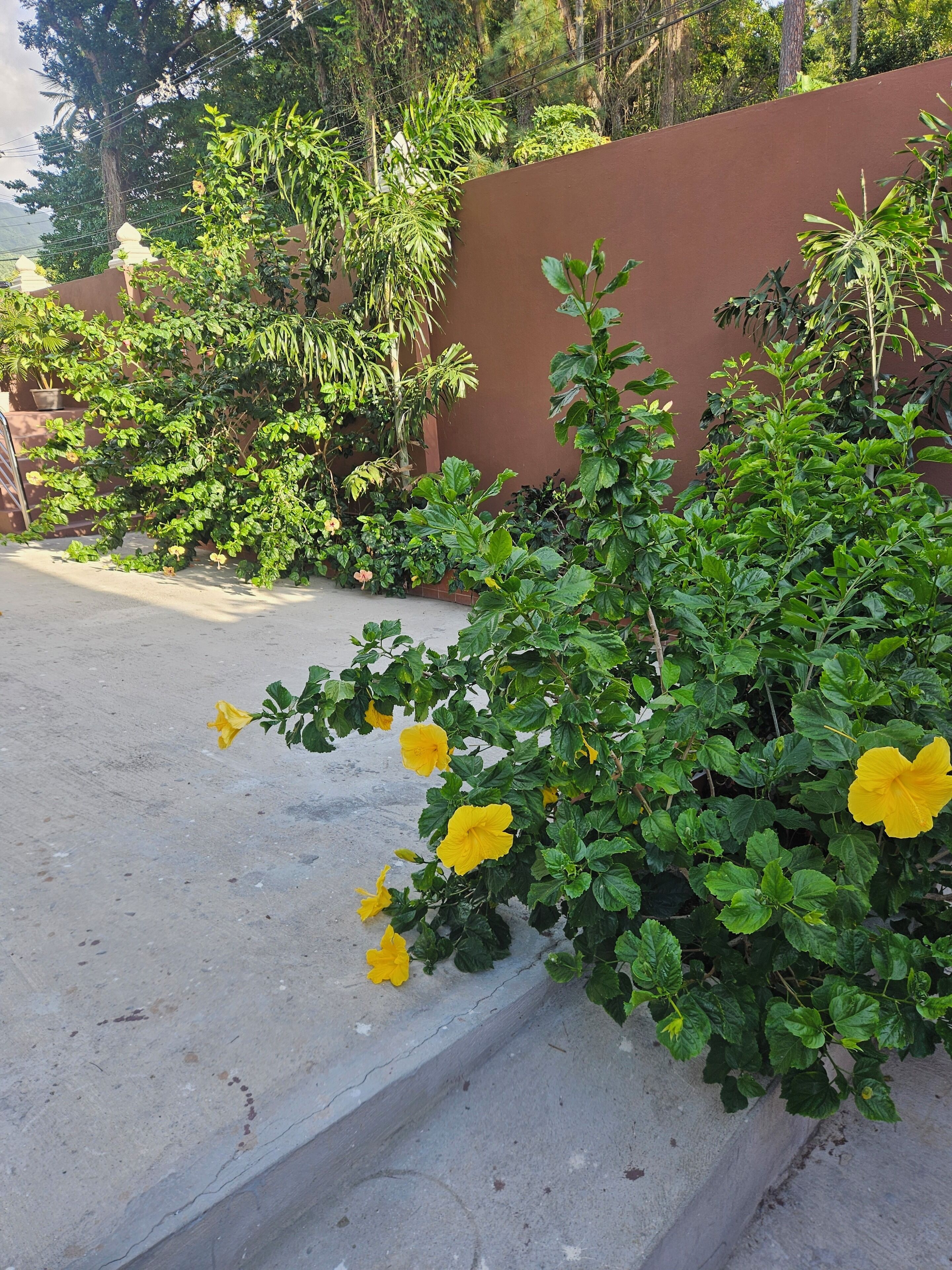 A concrete pathway with yellow flowers and green foliage along a brown wall.
