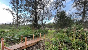A wooden bridge in a natural setting with dense vegetation and trees in the background. - Enchanting cabin on the river in charming Anchor Point, AK (Anchor Point)