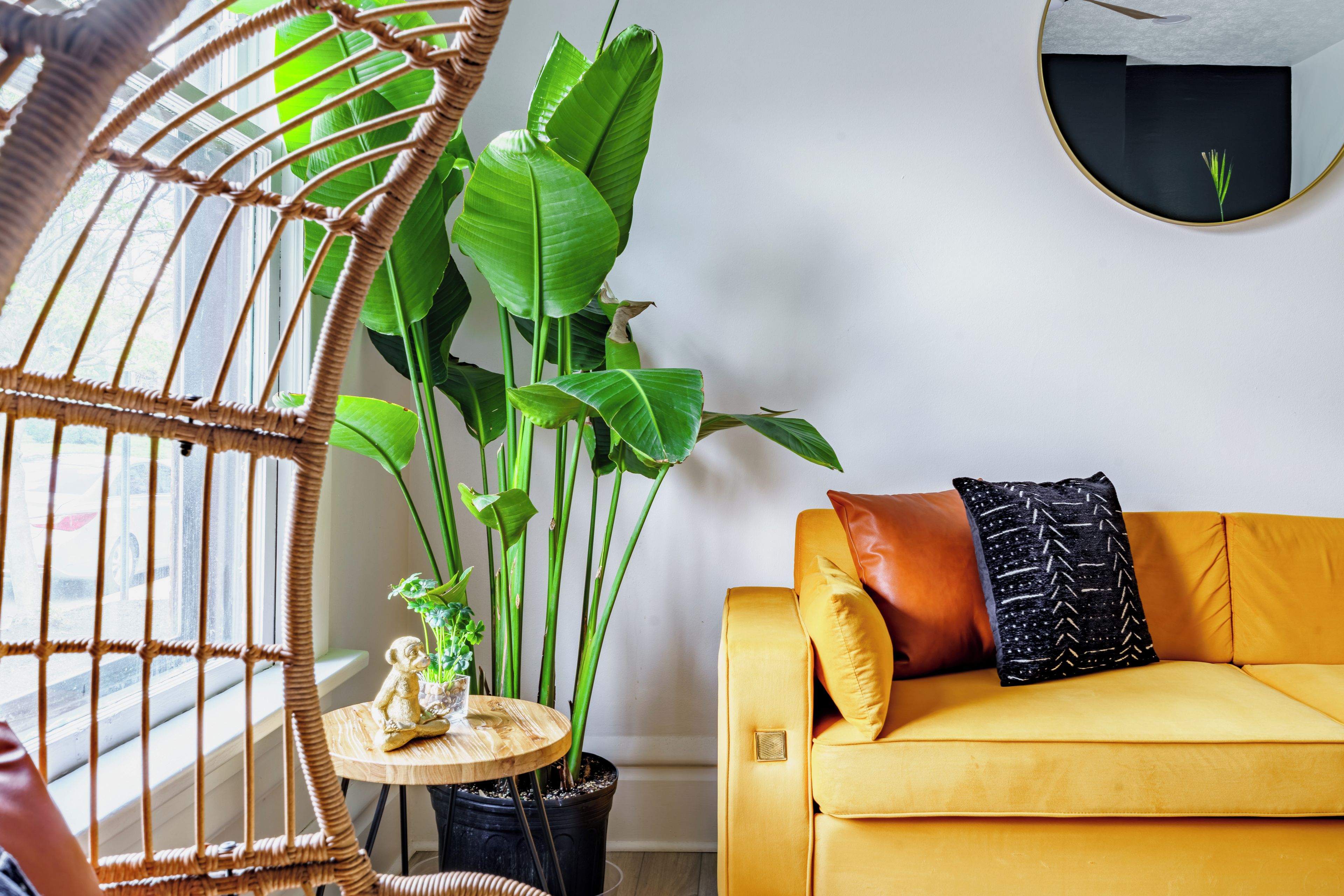 Habitació amb un sofà groc, una cadira penjant i una planta en test.
