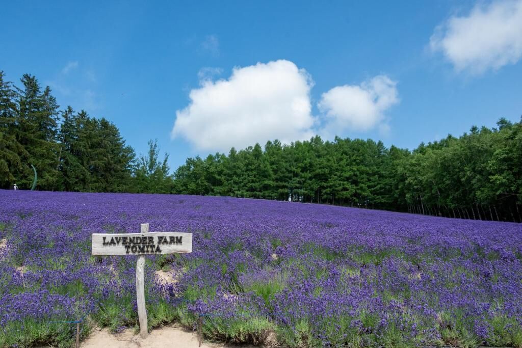 A lavender field with a sign reading "Lavender Farm Tomita."