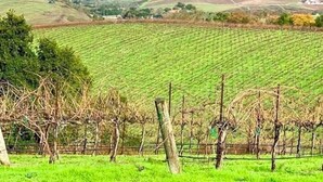 A vineyard with rows of grapevines and a distant view of the landscape.