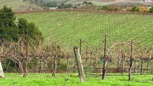 Un vignoble avec des rangées de vignes et un arc-en-ciel qui se dessine à l’horizon.