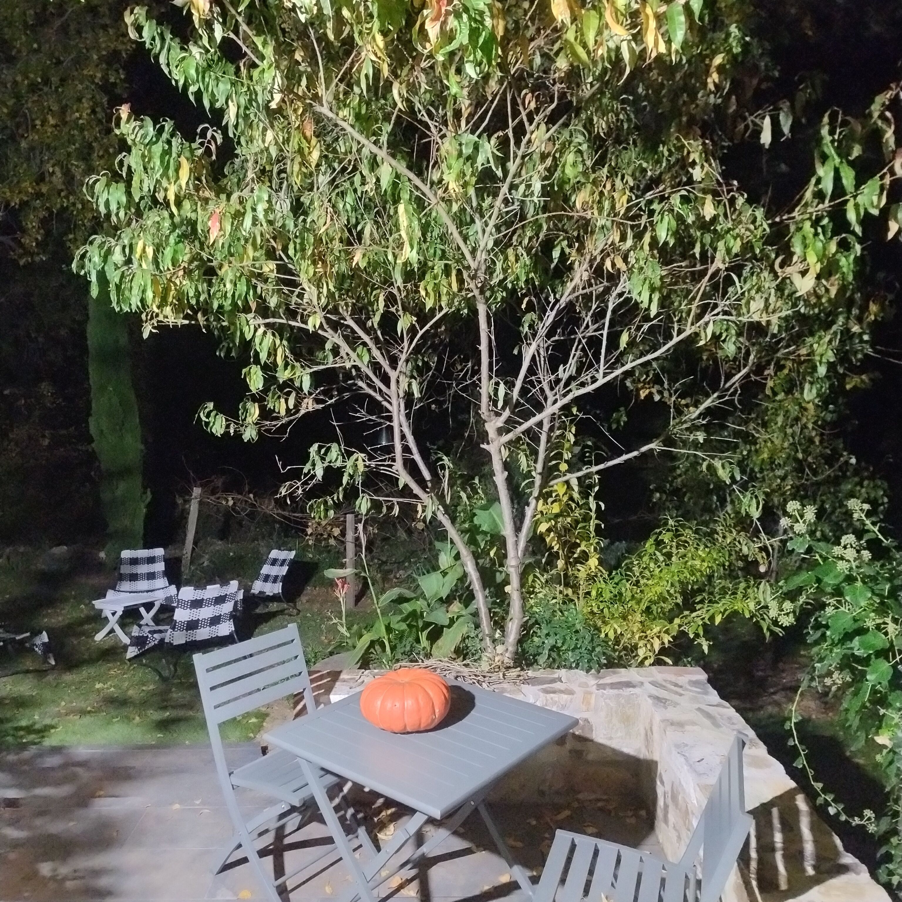 Un espace extérieur aménagé avec une table et des chaises, un petit arbre et une citrouille.