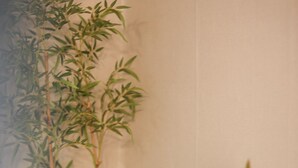 Un bureau blanc avec un ordinateur portable et une tasse bleue, entouré de plantes de bambou.