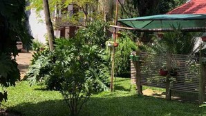 Un jardín exuberante con diversas plantas tropicales y una pequeña construcción con techo verde.