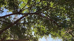 A garden with a pergola, gravel paths, and various plants. - Daybreak Lodge | High Country Earthen Escape (Tawonga)