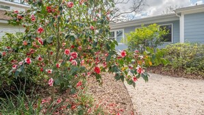 Un jardín con flores floreciendo y una casa al fondo.