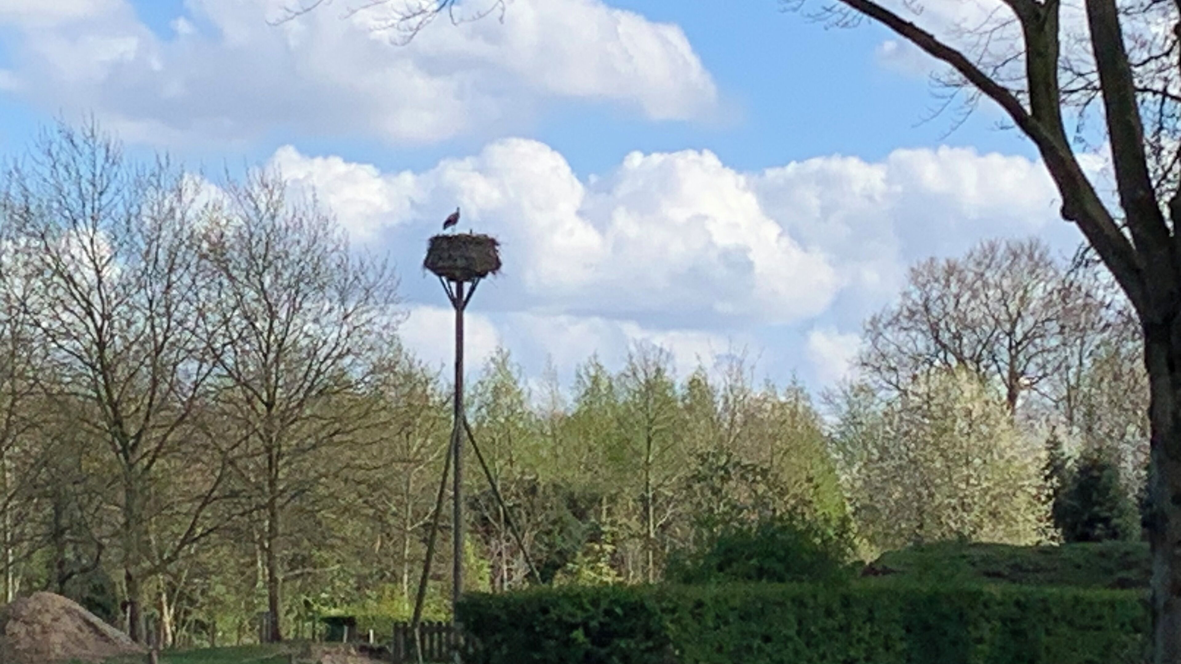 Un nichoir perché sur un poteau élevé, dans un parc arboré, sous un ciel dégagé.