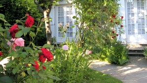 A garden with roses, a stone pathway, and a building with white windows.