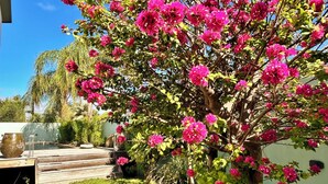 A garden with a large flowering tree, a wooden deck, and a white wall.