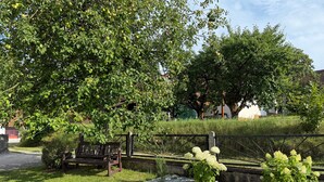 Un jardin avec un banc, des arbres et une haie.