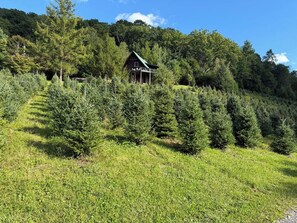 Une cabane entourée d’une forêt de conifères.