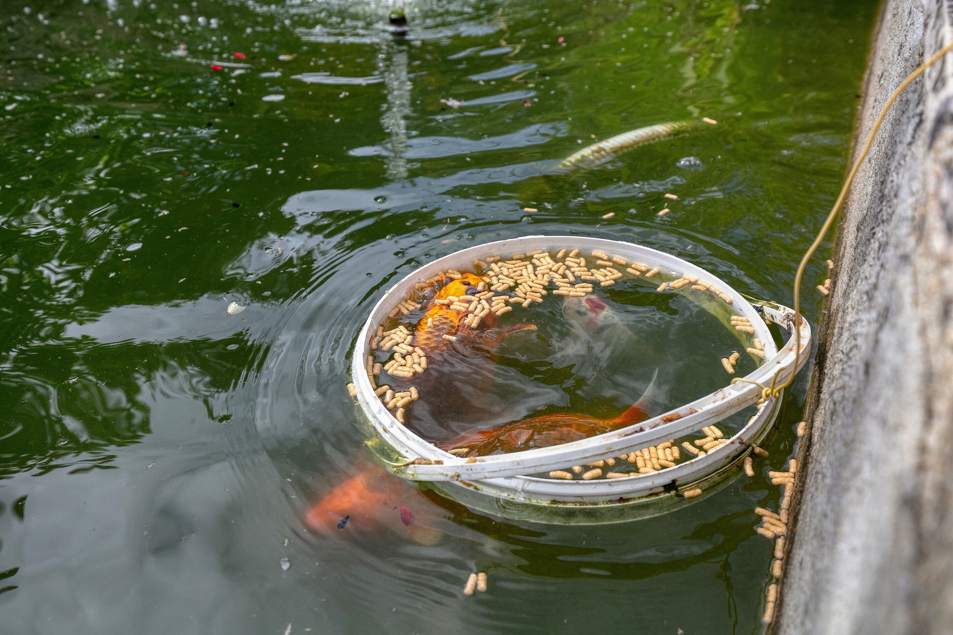 Un bassin à carpes koï, avec un récipient contenant des granulés pour les nourrir et un enclos protégé par un filet.