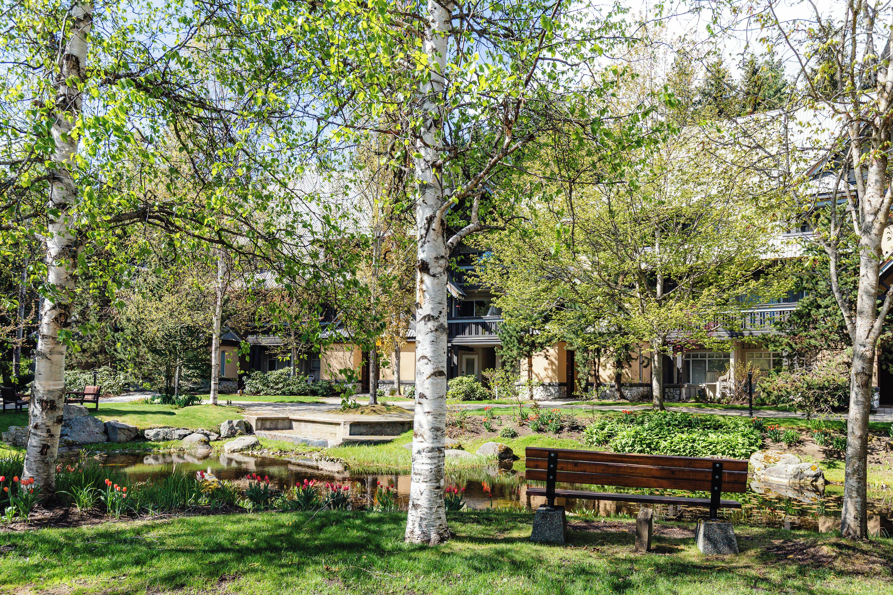A serene park with a pond, benches, and birch trees.