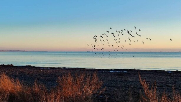 A beach with a flock of birds flying over the water. - 4 Star Holiday Home in Rodby (Rodby)