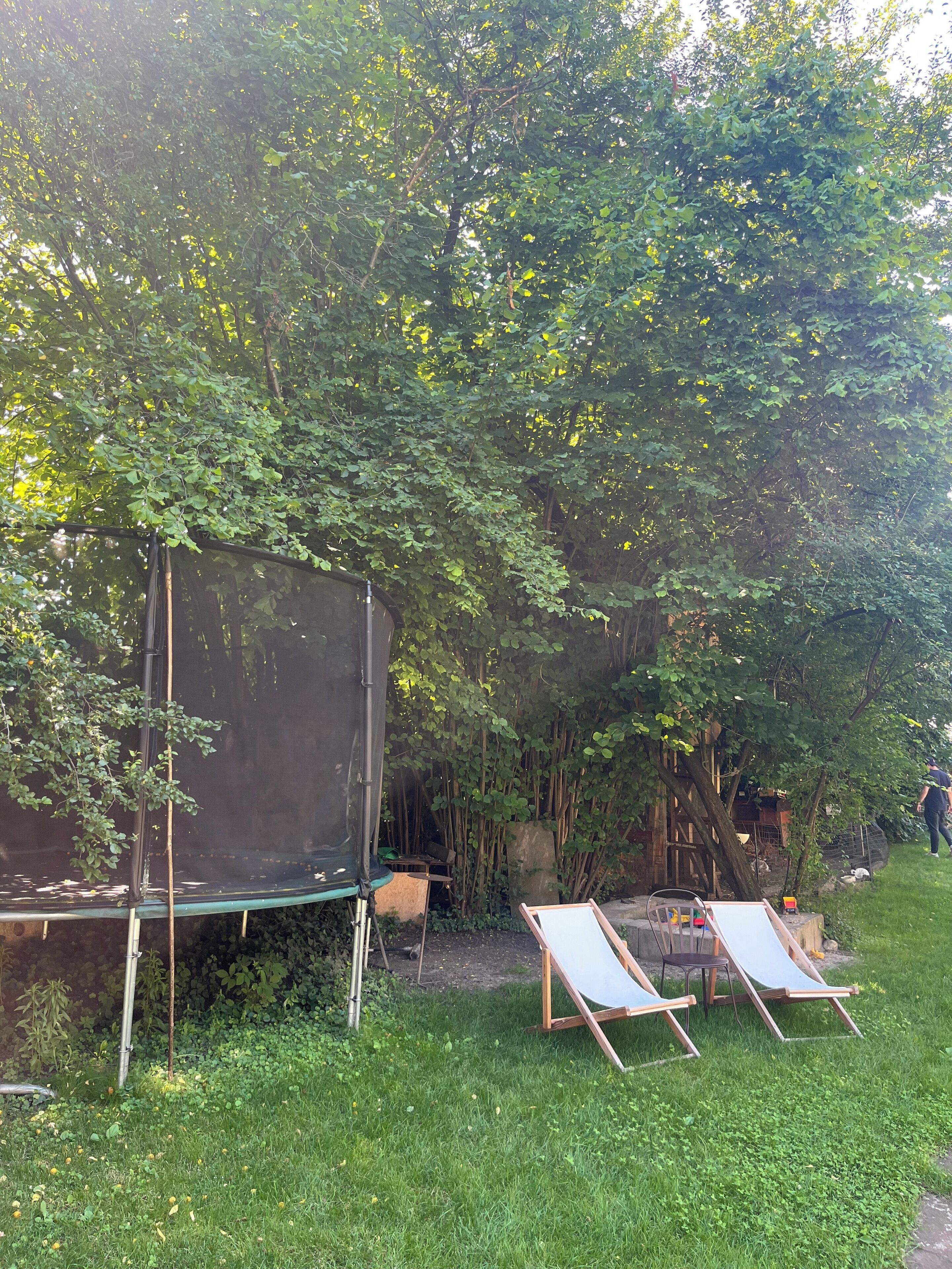 A trampoline and two lounge chairs in a grassy area with dense foliage in the background.