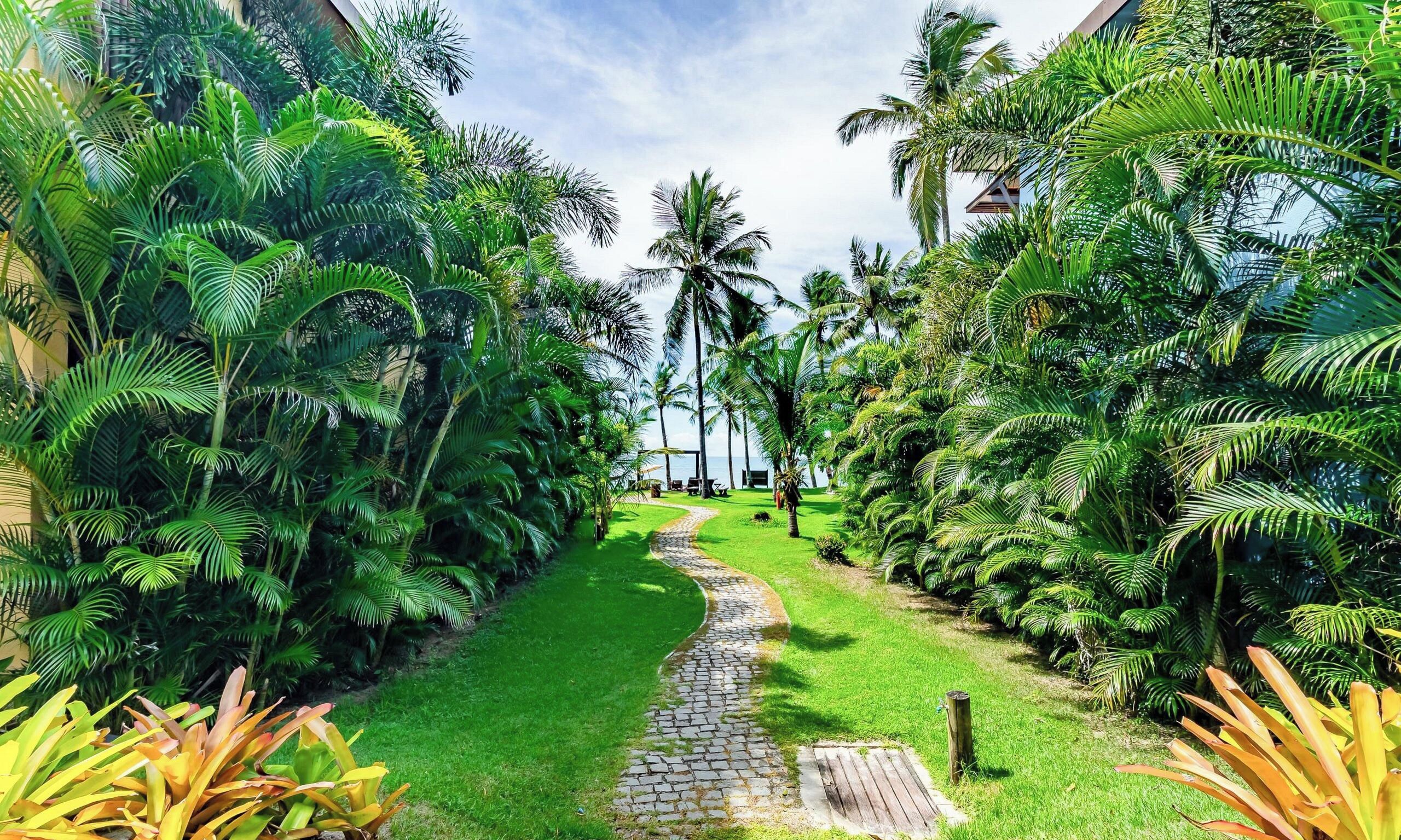 A pathway leading through a lush garden with palm trees and tropical plants.