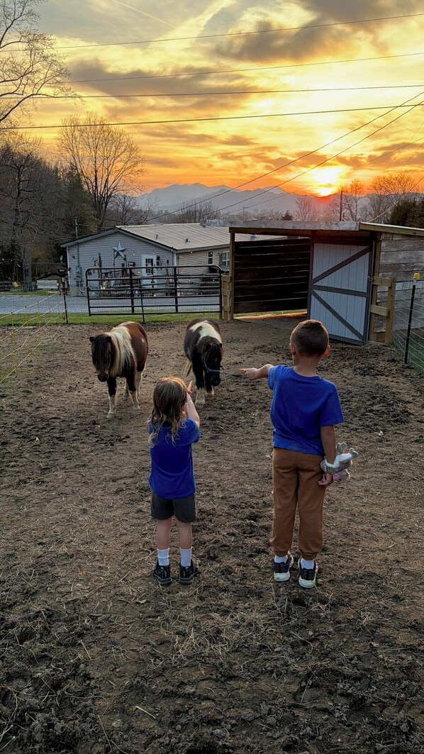 Miscellaneous - Cabin w/ Mini Horses, Fire Pit, Hot Tub, MTN Views (Sevierville)