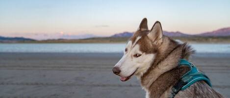 A dog with a teal collar on a beach with mountains in the background.