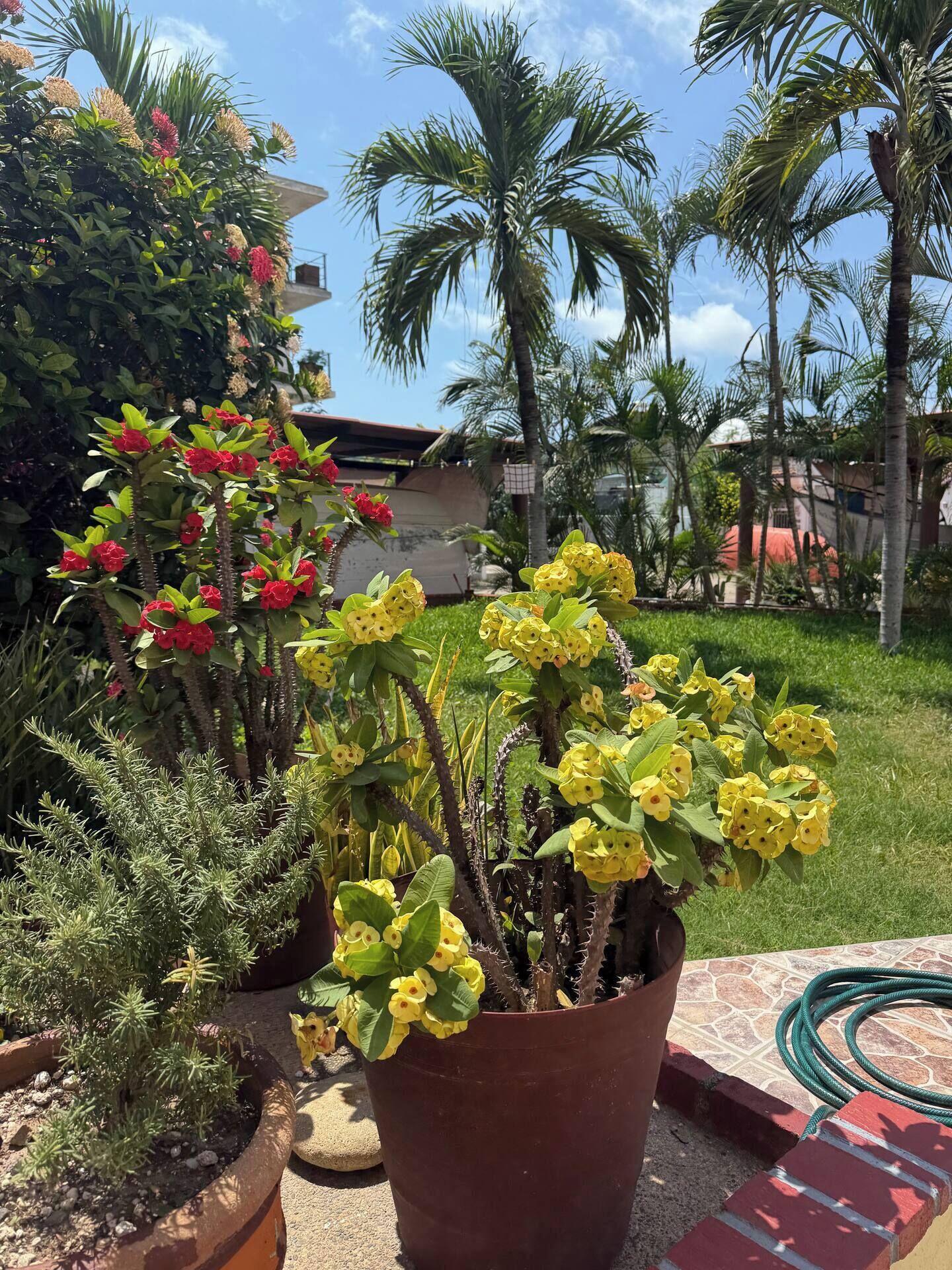 La Brisa - Studio Suite | Terrace/patio