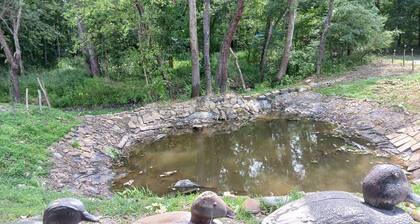 Laurentius' Cabin on a Koi Pond