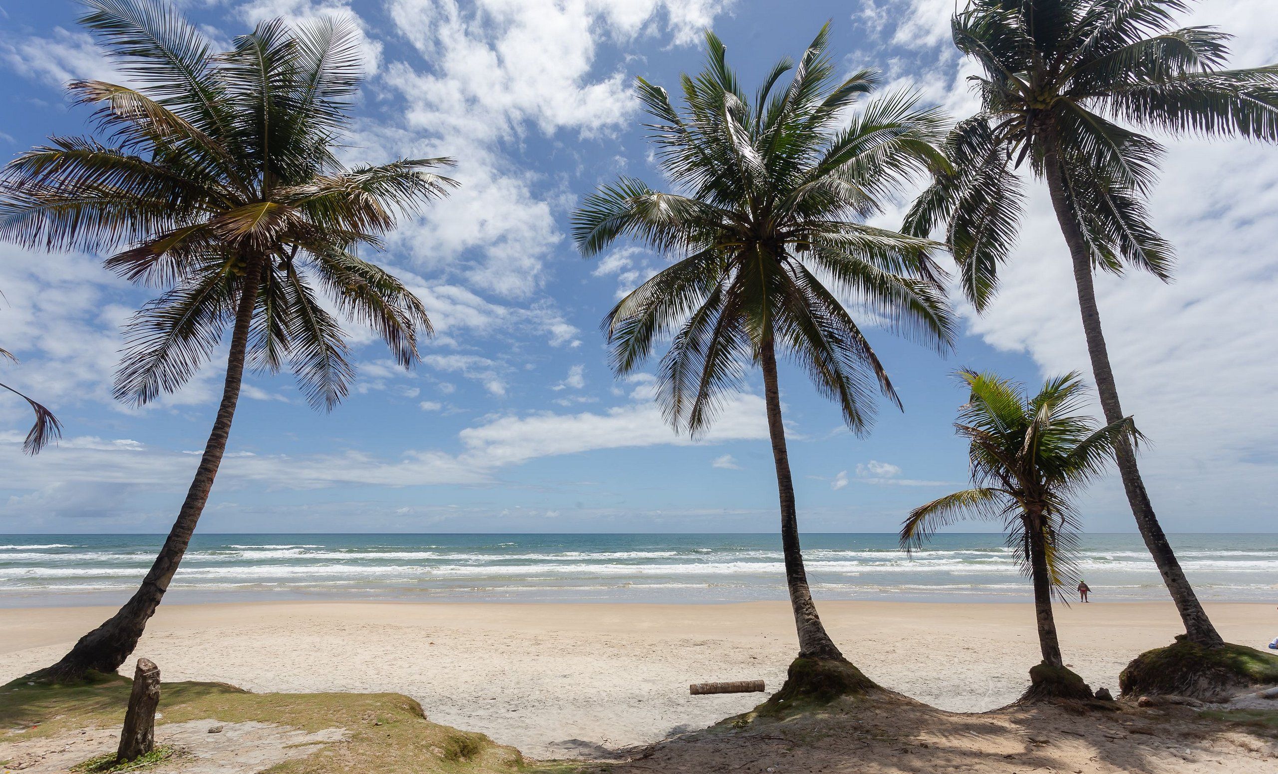 A beach with palm trees and the ocean.