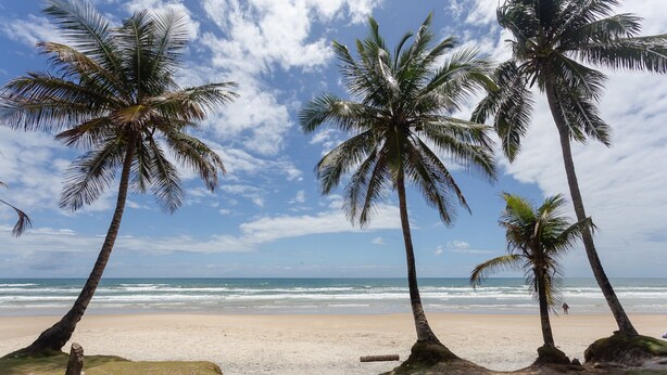 Una playa con palmeras y el océano.