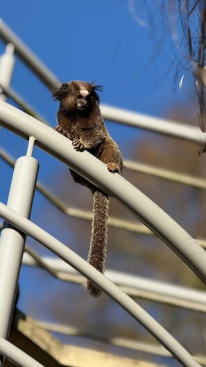 Basic Double Room - Pousada Asa Delta Jurerê (Florianopolis)