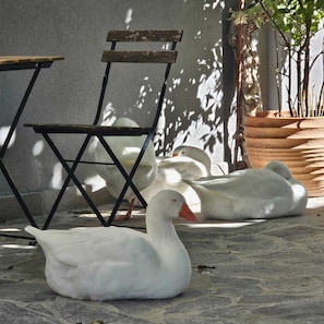 Acepta mascotas