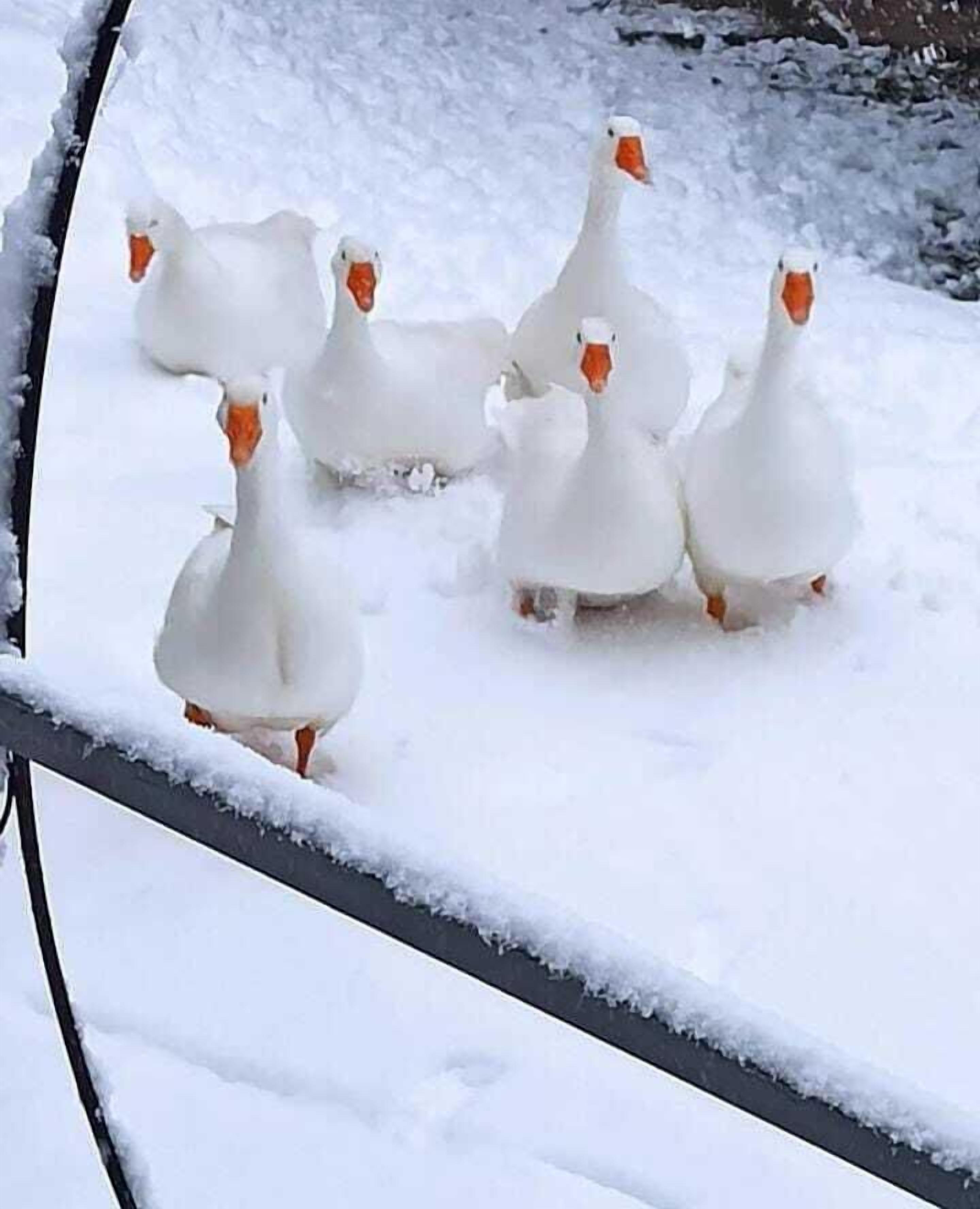 A group of white geese with orange beaks and feet walking on snow-covered ground.