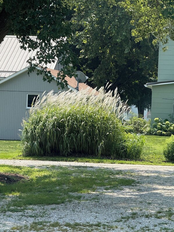Ein Wohngebiet mit einem Haus, einem großen Baum und einer Wiese mit hohem Gras.