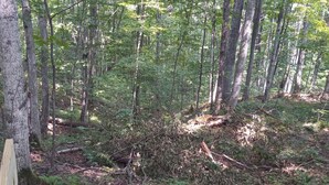 Un bosque denso con árboles altos y maleza.