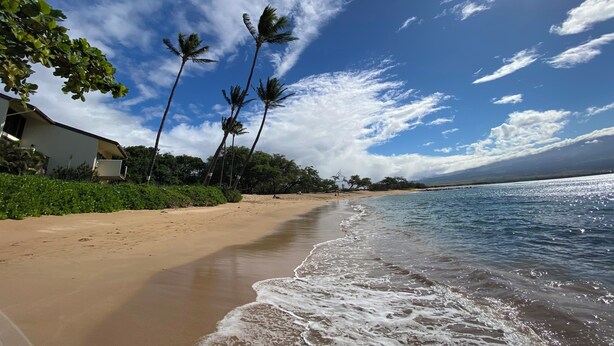 Una playa con palmeras, una orilla arenosa y cielo despejado.