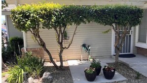 A residential garden with a small tree, a potted plant, and a rock garden.