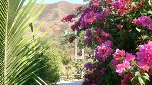 A gravel path leading through a garden with pink flowers and green foliage. - Casa Tara Private Room (Taganga)