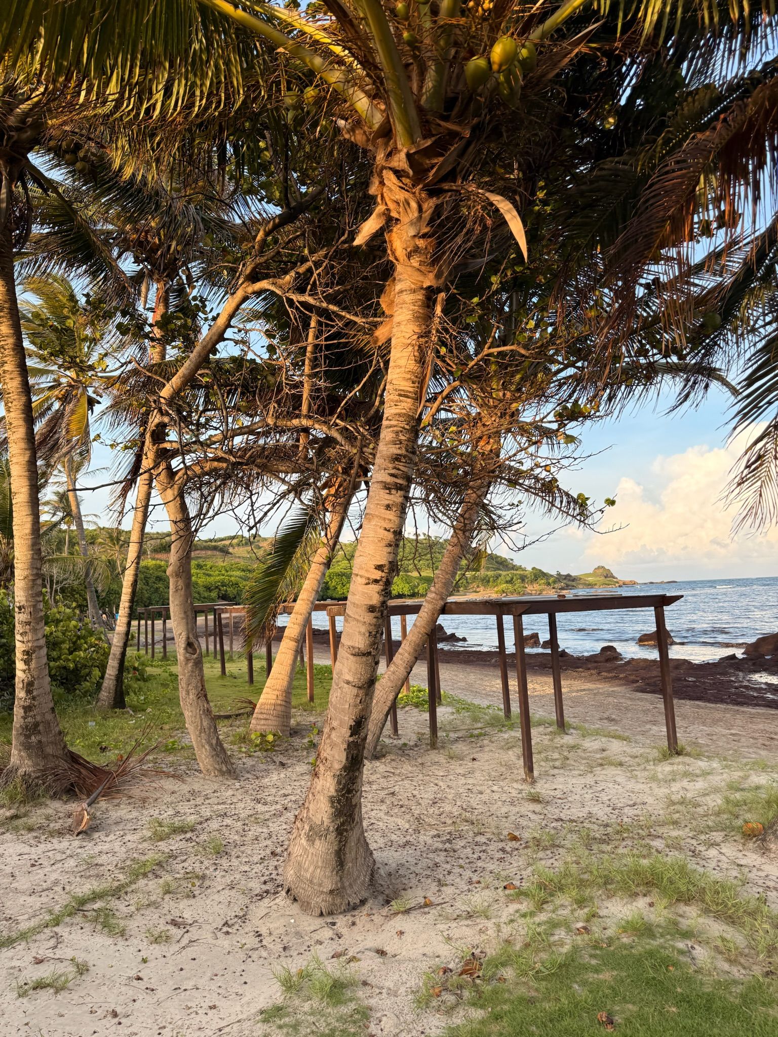 Une plage avec des palmiers et un banc en bois.