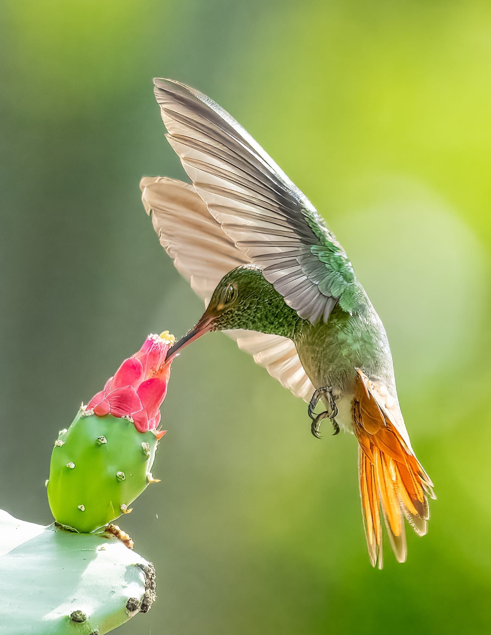 En kolibri som suger nektar från en kaktusblomma.