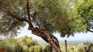 A stone pathway leading to a statue under a large tree with a view of a distant landscape. - Beautiful private villa for 4 people with TV and terrace (Badesi)