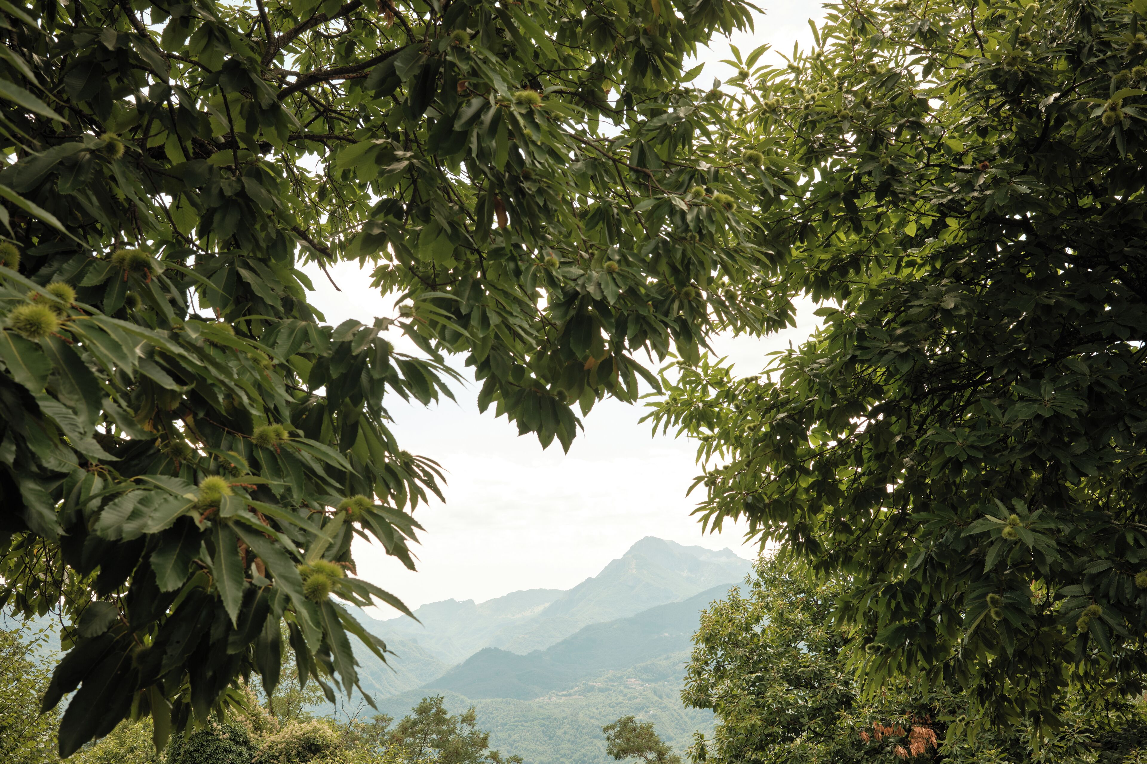 A mountainous landscape with dense foliage and trees.