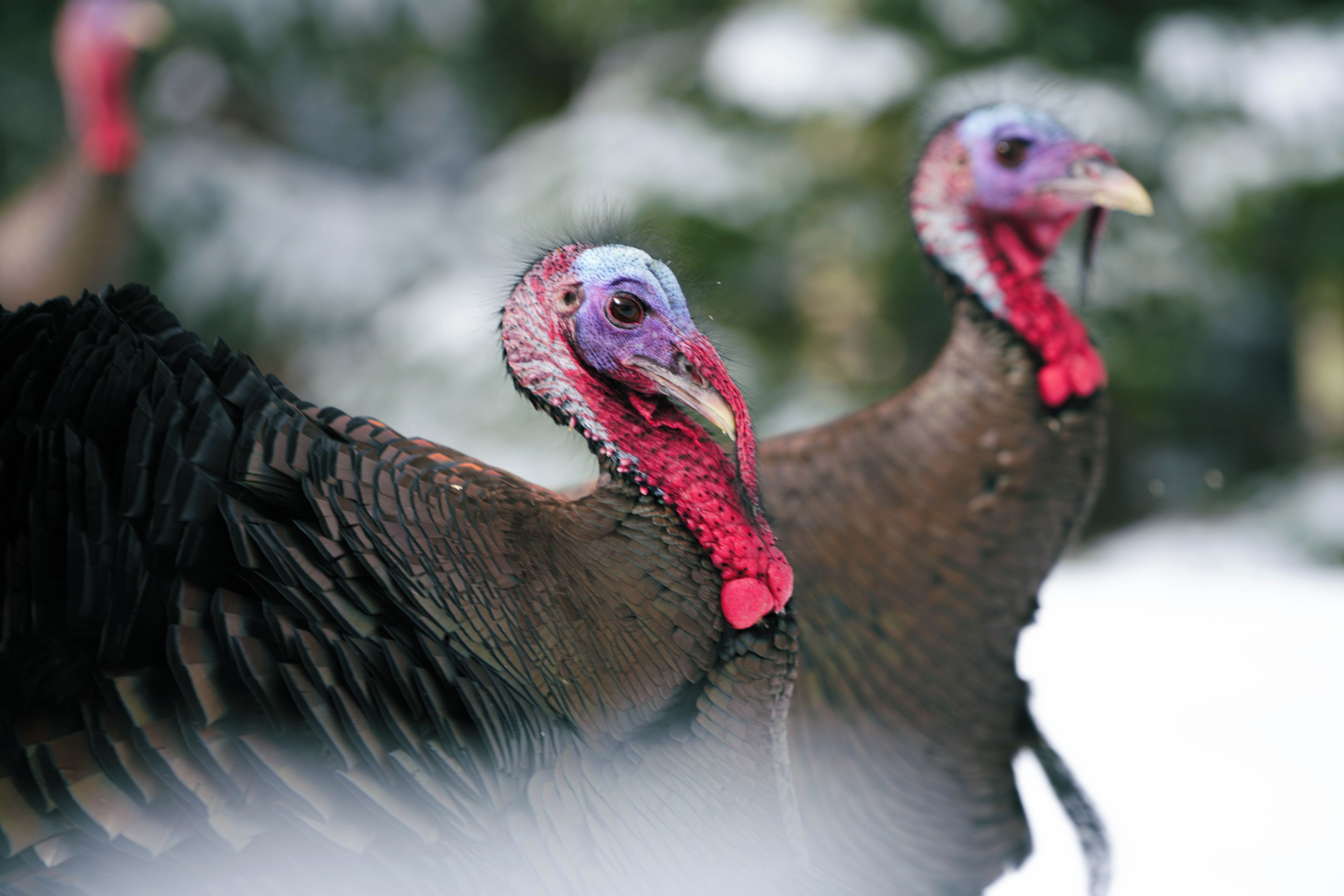 Two turkeys with red necks and dark feathers.