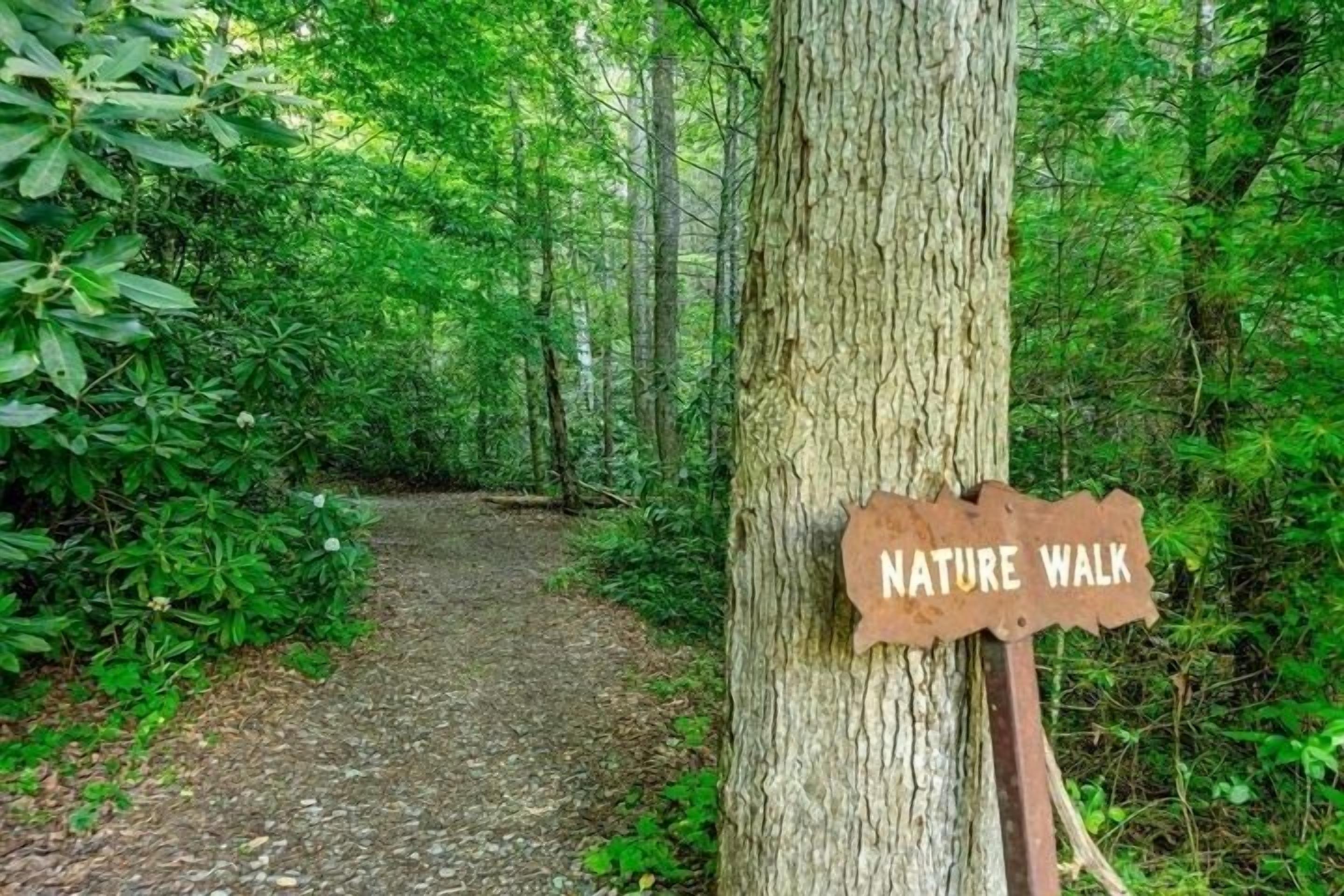 Sendero para caminata en un entorno de follaje verde y exuberante.