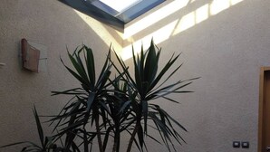 A potted plant in a corner with a skylight above. - Studio Mezzanine place du marché (La Rochelle)