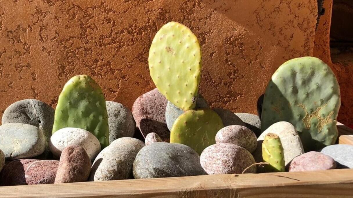 Een verzameling cactussen en rotsen.