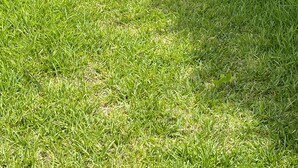 A well-maintained grassy pathway alongside a wall with climbing plants. - House (level1) 10 mn beach Mehdia Kénitra in magnificent villa peaceful calm (Kénitra)