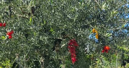 Tramonti Divini Amalfi Country House