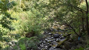 Un ruisseau naturel bordé de rochers et de verdure.