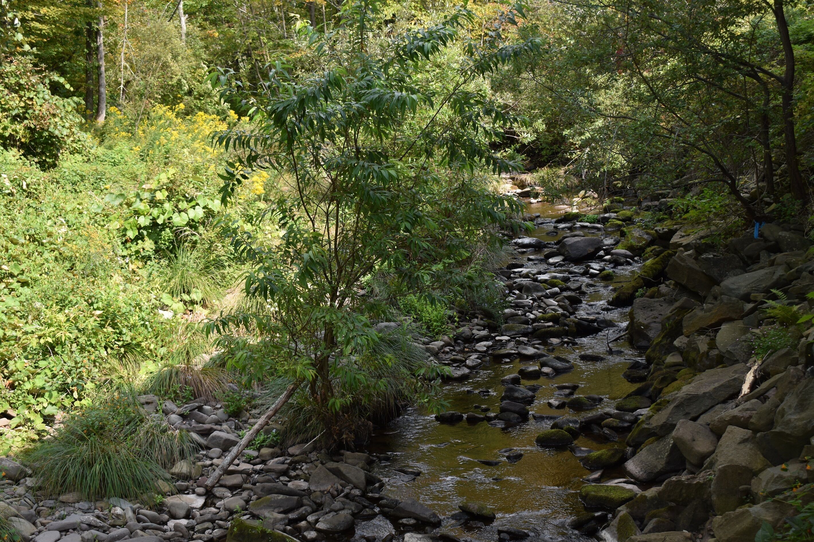 A natural stream with rocks and vegetation.