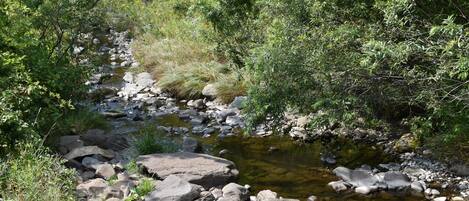 A natural stream with rocks and greenery.